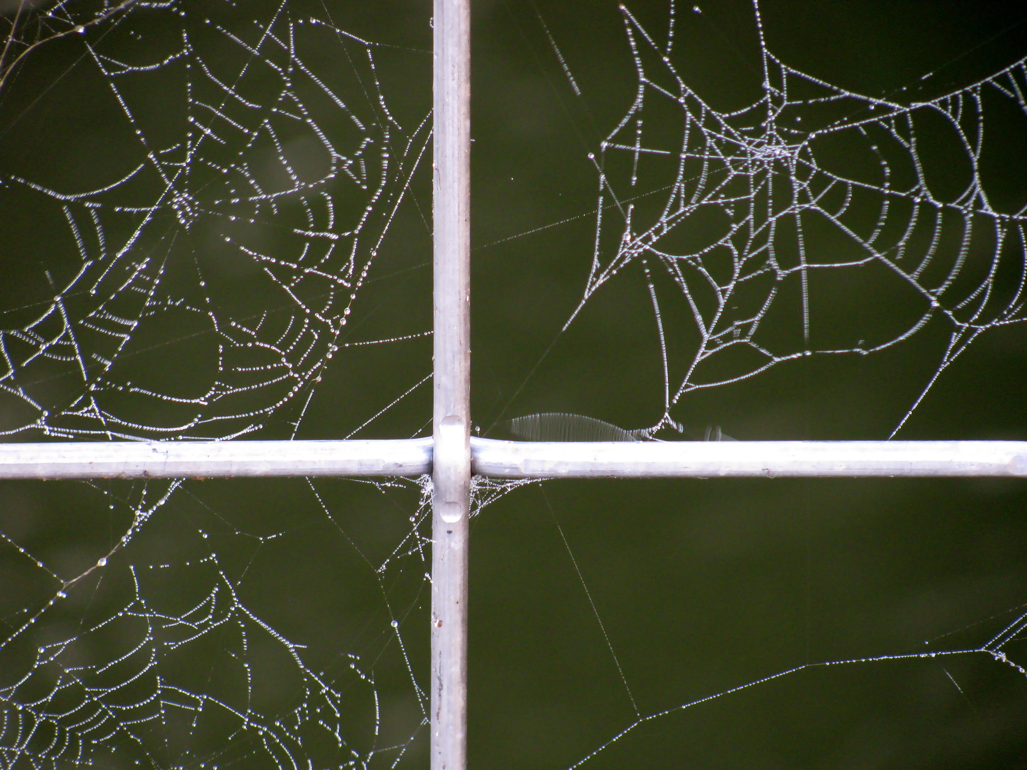 Webs